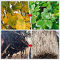Plant rapid-effect nutrient solution: Quickly replenishes, grows strong, lush and green.