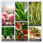 Plant rapid-effect nutrient solution: Quickly replenishes, grows strong, lush and green.