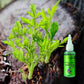 Plant rapid-effect nutrient solution: Quickly replenishes, grows strong, lush and green.