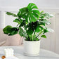Plant rapid-effect nutrient solution: Quickly replenishes, grows strong, lush and green.