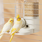 🎉 2026 Sale — Over 32,000 Sold! 🐦 2-in-1 Automatic Bird Feeder and Waterer for Cage – Space-Saving Design 💧